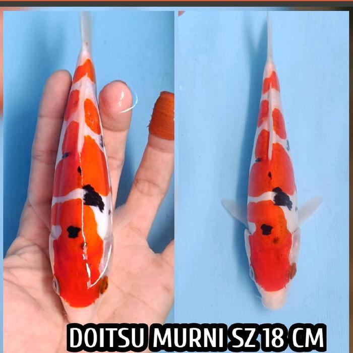 TEREMURAHTERLARIS READY SILAHKAN DIORDER IKAN KOI BLITAR MARUTAIN SANKE DOITSU ARAGOKE READY SHOWA