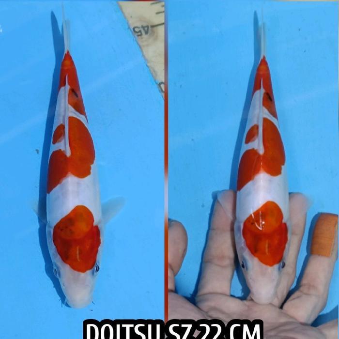 TEREMURAHTERLARIS READY SILAHKAN DIORDER IKAN KOI BLITA SANKE DOITSU READY KOHAKU SHOWA CHAGOI