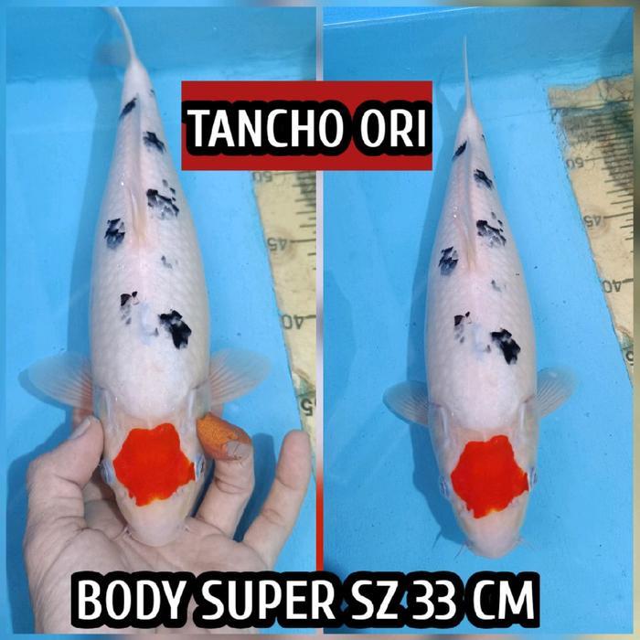 TEREMURAHTERLARIS READY SILAHKAN DIORDER KOI BLITAR TANCHO SANKE BEKO READY KOHAKU SHOWA KARASI