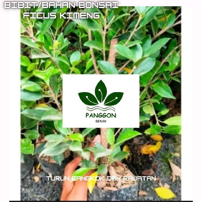 Bibit/Bahan Bonsai As kimeng Besar Batang Jari telunjuk