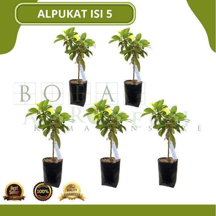 Paket Bibit Tanaman Alpukat Berbagai Jenis Alpukat Ungggul Isi 5 Kondisi Rimbun