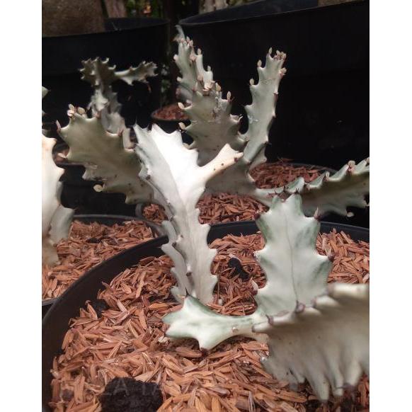 Kaktus euphorbia lactea/kaktus white ghost