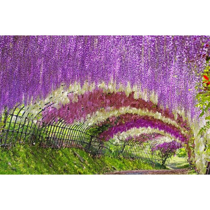"New" Bibit / Benih / Seeds Japanese Wisteria Mix Biji Wisteria