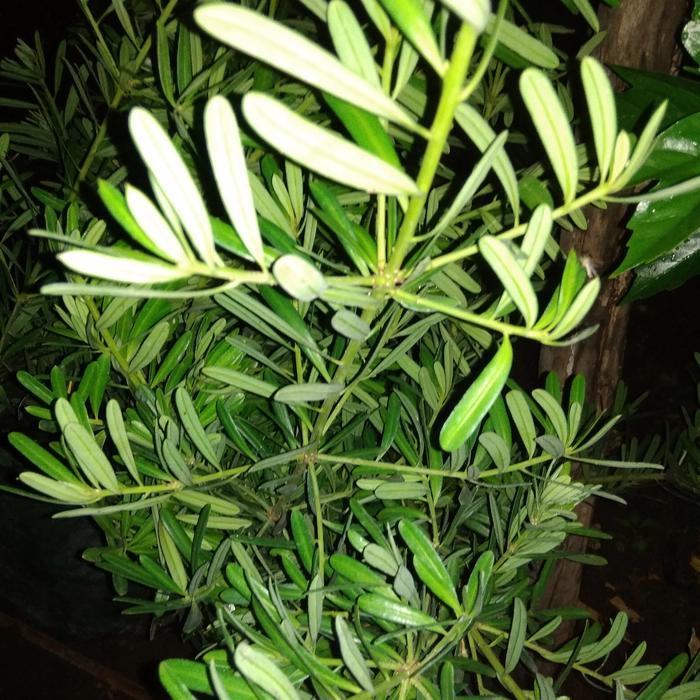 lohansung mawar tanaman hias tanaman bahan bonsai