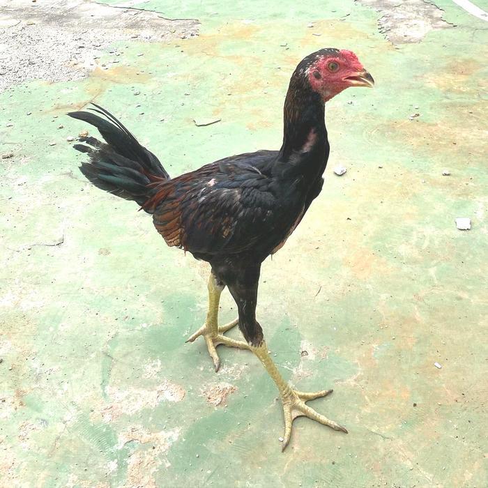 Ayam Kampung Hidup Jago Usia 3 Bulan Free Pur Ayam readyyy