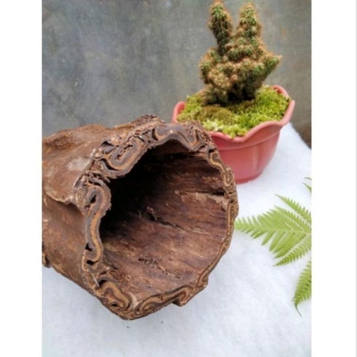 Swaylineshop Pot Batang Pakis