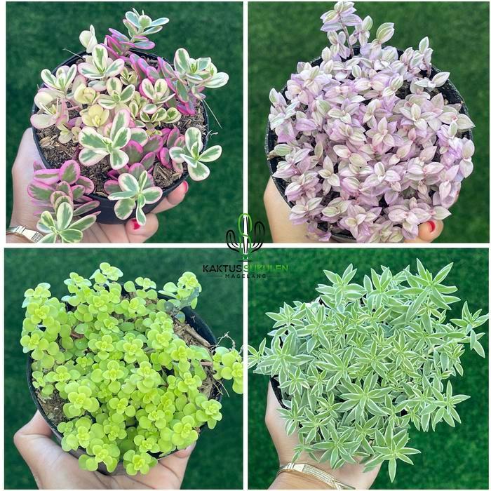 Argotech_ Sukulen Sedum Liniarre Ogon Portulaca Pink Lady