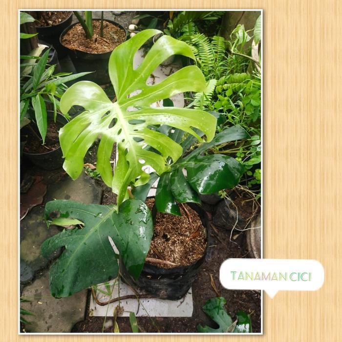 Tanaman Monstera King 2 Daun Mature Size Remaja Terbaru