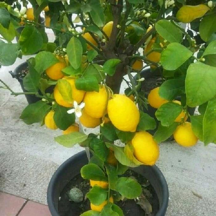 Argotech_ Tanaman Jeruk Lemon Tanpa Biji