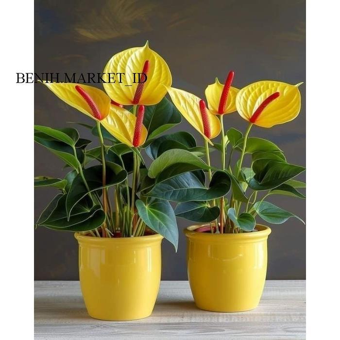 Argotech_ Tanaman Hias Anthurium Mikiy Mous Bunga Kuning Tanaman Hias Anthurium Mikiy Mous Bunga