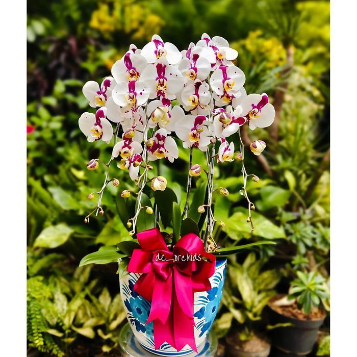 ANGGREK BULAN DALMATION RANGKAIAN 5 POHON POT KERAMIK