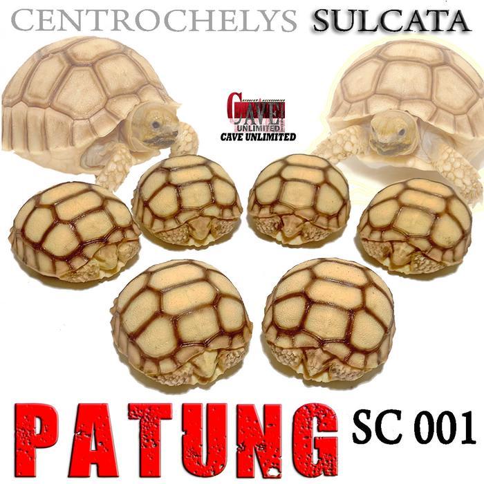 SC001 PATUNG REPLIKA BABY TORTOISE SULCATA KURA DARAT PAJANGAN HIASAN