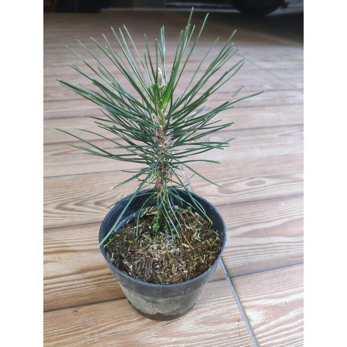 Pohon Japanese Black Pine / Pinus Hitam Jepang ( untuk bahan bonsai )
