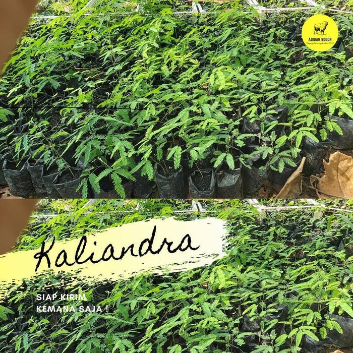 Kaliandra merah pakan ternak - kaliandra - pakan ternak kambing