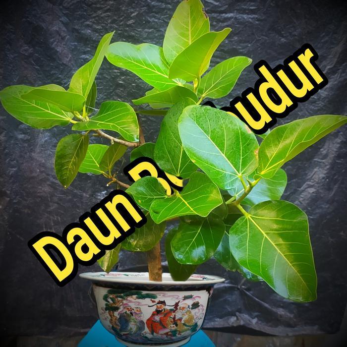 Premium Pohon Ficus Benghalensis Atau Dewata Indukan Dari Candi Mendut Original