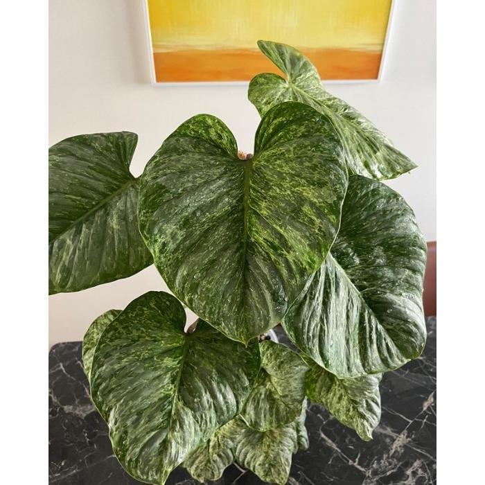 Koralineshop Philodendron Sodiroi Variegata / Philo Sudiroi Varigata Pilo Sudiroy