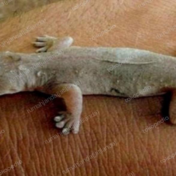 cicak hidup pakan ikan predator