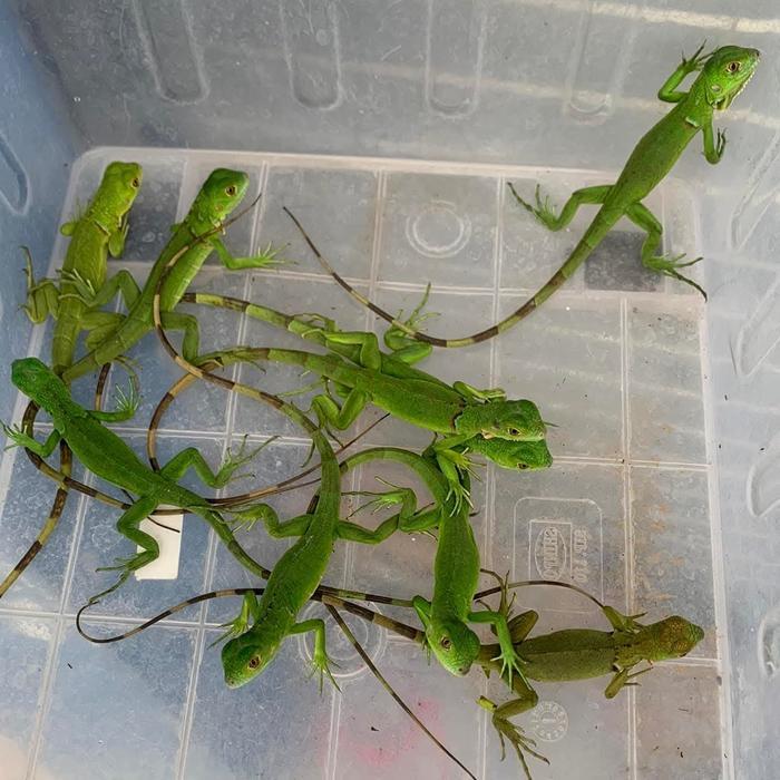 BIGSALE GREEN IGUANA HIJAU ELSAVADOR X COLUMBIA