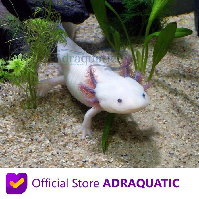 Axolotl Putih Mata Hitam Leucistic White Dogfish Salamander Fish