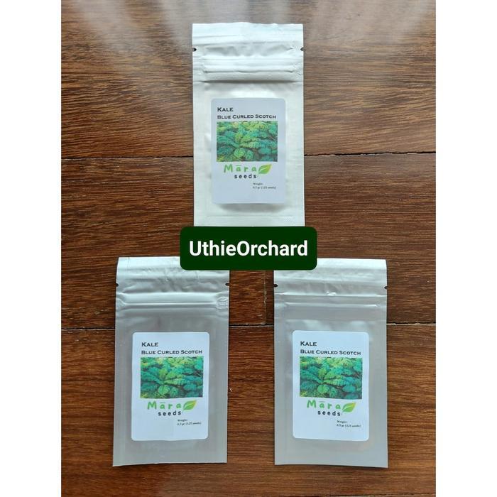Koralineshop Mara Seeds - Kale Curly (Keriting) Blue Curled Scotch (125 Seeds)