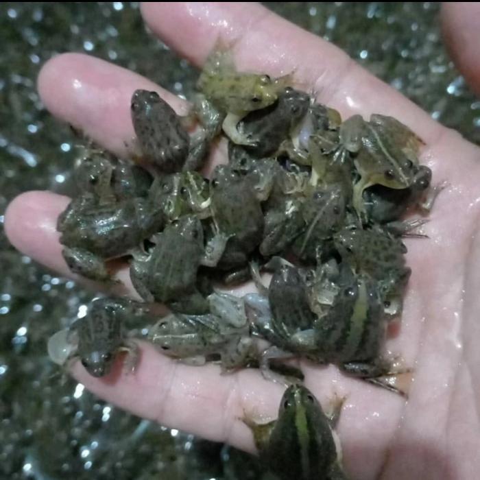 kodok sawah hidup 4cm katak air pakan arwana ikan predator per 25ekor