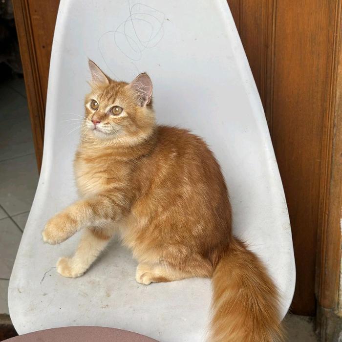 Youthfulyield Kucing Mainecoon Jantan/Betina Ganteng Cantik
