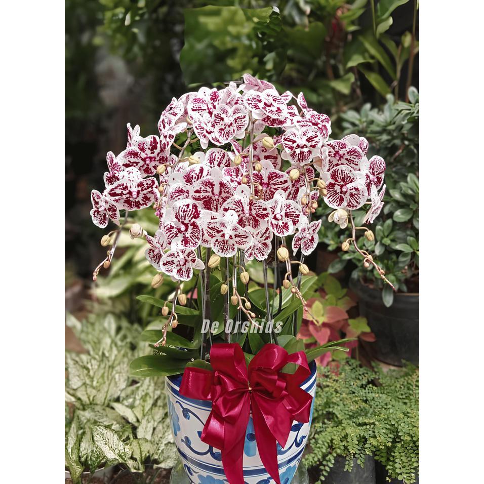 ANGGREK BULAN DALMATION RANGKAIAN 8 POHON POT KERAMIK
