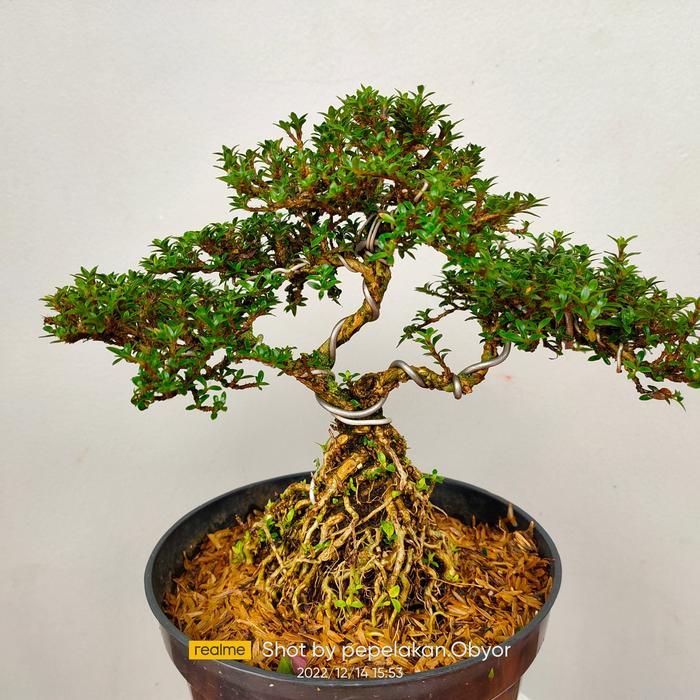 Bonsai Seribu Bintang Micro Akar Ekspose Besar Terbaru