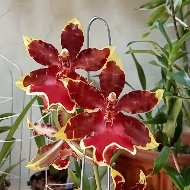 SPIKE ONCIDIUM WILDCAT 'GOLDEN RED STAR' ANGGREK UNIK MERAH KUNING EMAS