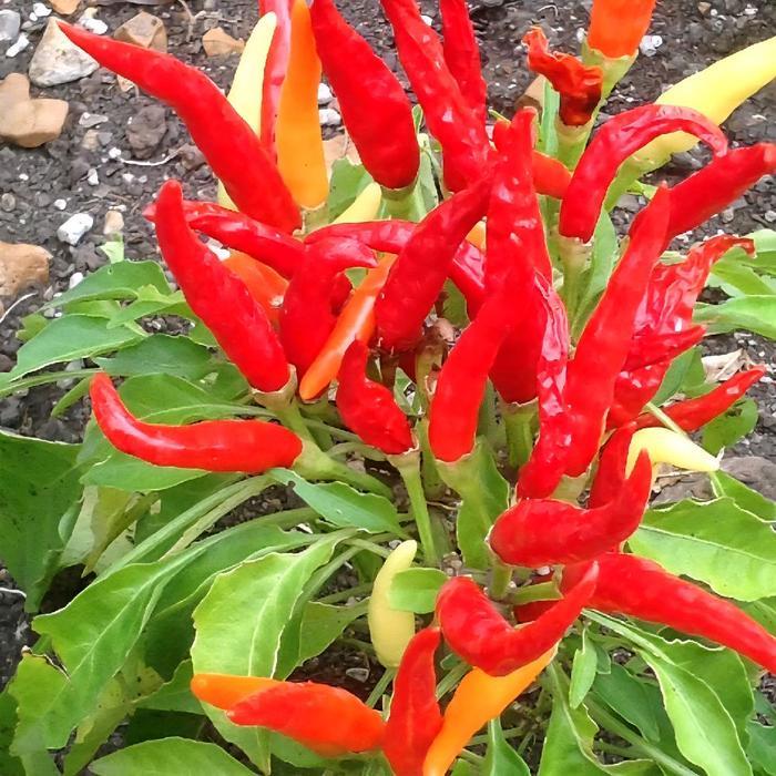 "New" BIJI BENIH TANAMAN CABE RAWIT RED CLUSTER CABE TUMPUK