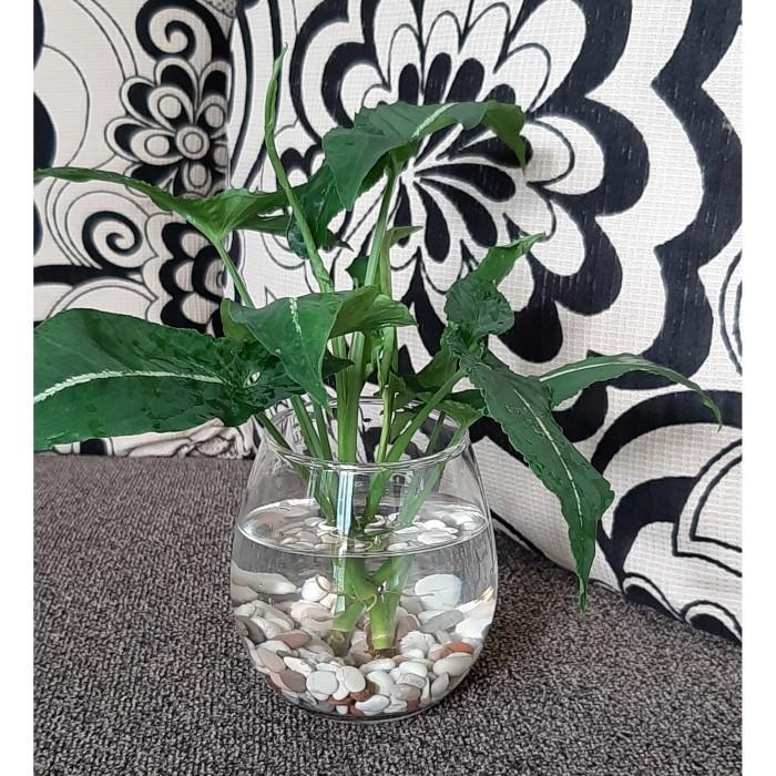 Thebest- Tanaman air pot kaca