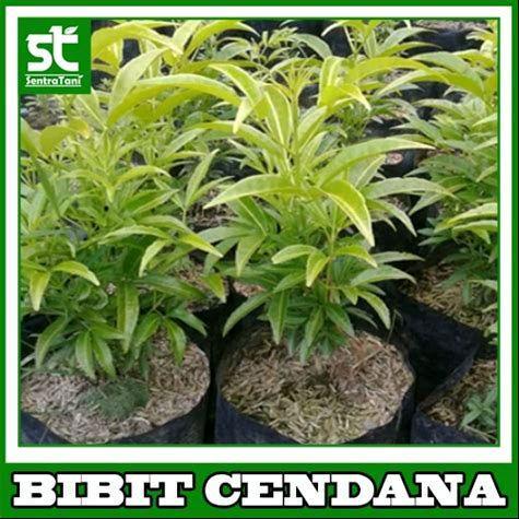 bibit tanaman kayu cendana