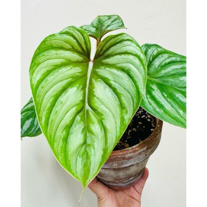 Koralineshop Philodendron Plowmanii / Philo Plomani / Pilo Flomani