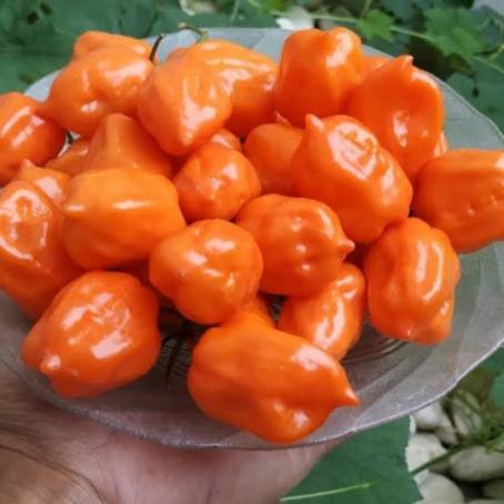 1 Benih Biji Seeds Cabe Orange Habanero Pepper Hot Pepper