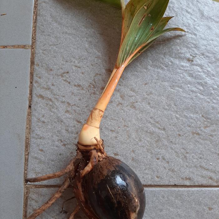 Bibit /Bahan bonsai kelapa minion berdaun