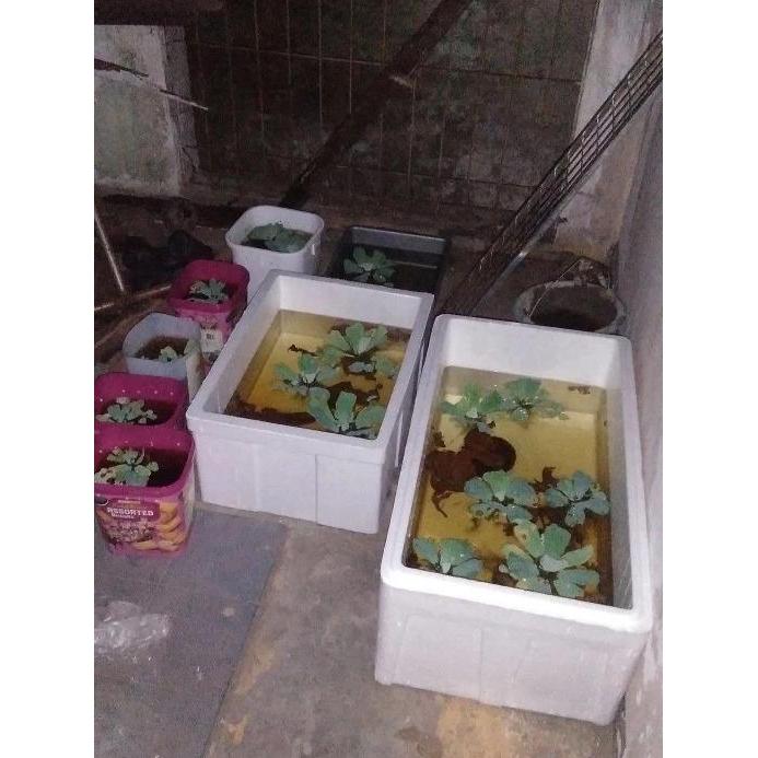 STYROFOAM BOX 10 KG 55 X 40 X 27 CM Vegetable Box 10Kg / Box Buah / Box Sayur / Box Es batu / Box