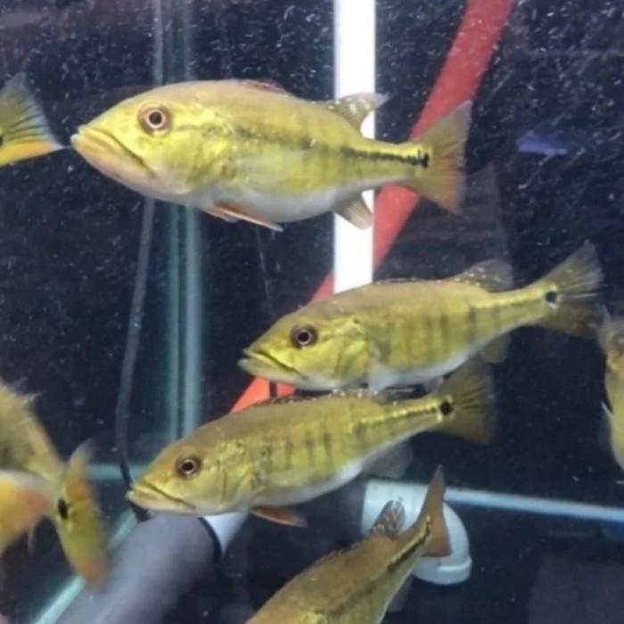 Argotech_ Ikan Peacock Bass Intermedia