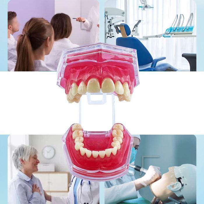 Dental Model Study Studi Gigi Lepasan Phantom Pantum Gigi Lepas Rubber Mulut