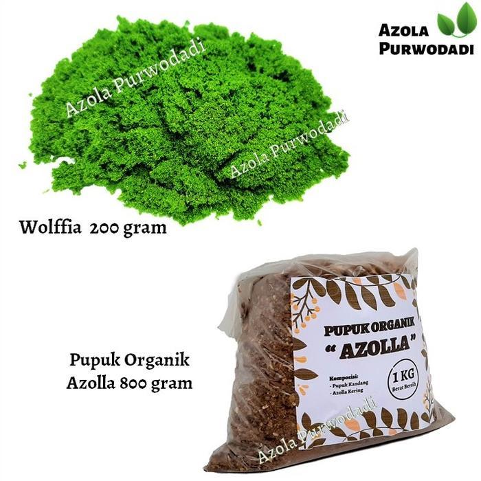 Pesona_Mimin Wolffia 200 Gram + Pupuk Organik Azolla 800 Gram