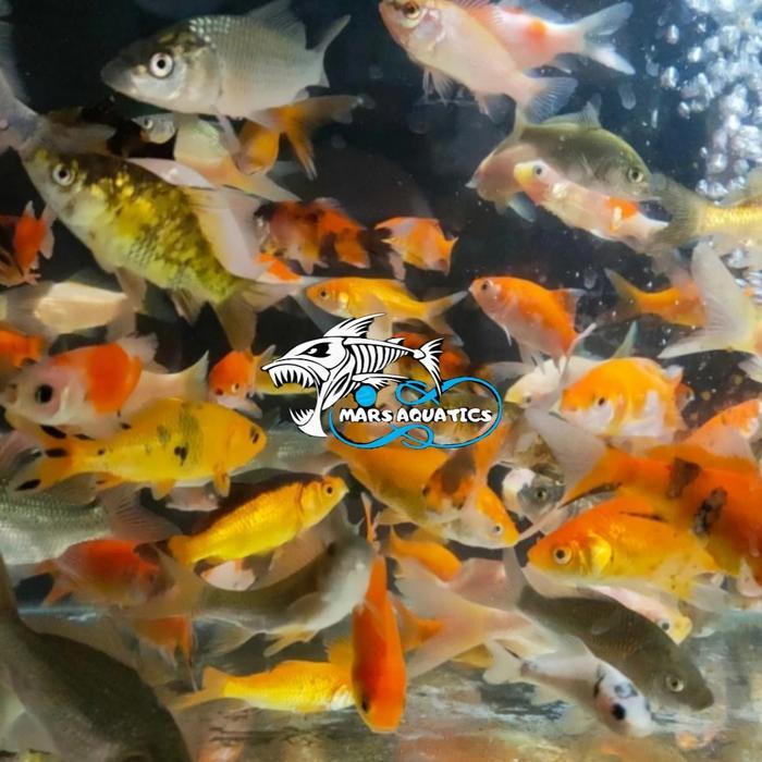 Ikan Hias Bibit Ikan Mas Pakan Ikan Predator Murah