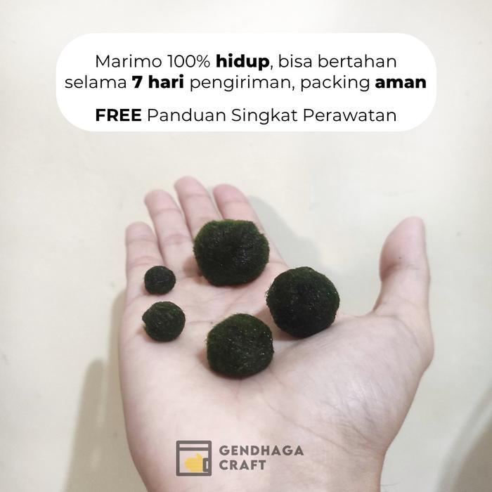 DISKON [EXTRA] TINY MARIMO - MARIMO MOSS BALL (SATUAN) MARIMO HIDUP