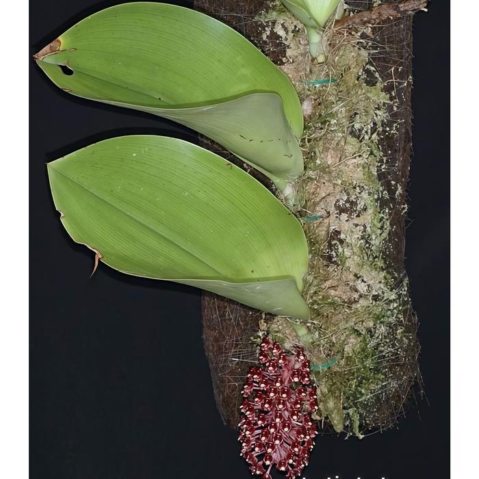 Anggrek bulbophyllum beccarii + Papan pakis siap gantung - Anggrek kuping gajah - Bunga anggrek