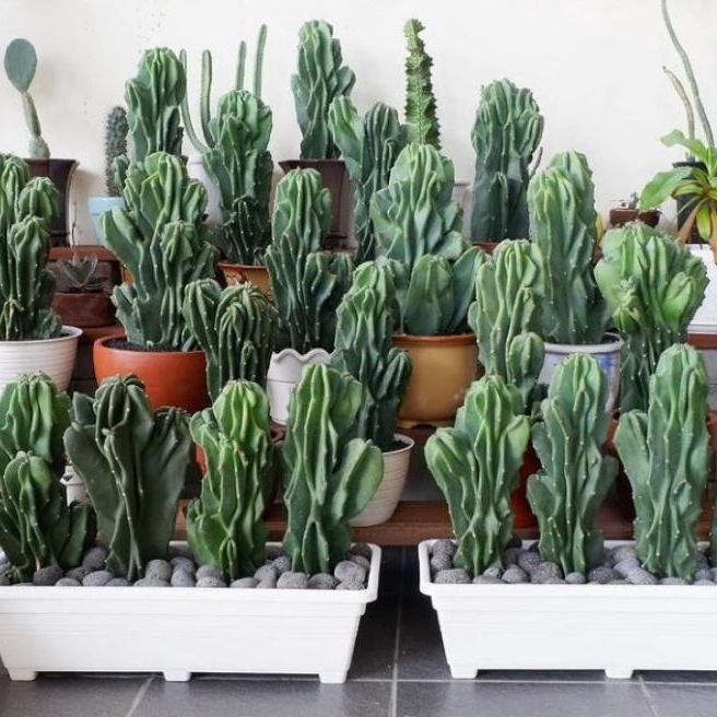 Tanaman Hias Kaktus Lilin Atau Cactus Pagoda Tanaman Hidup Kaktus Batu Pohon Kaktus Batu