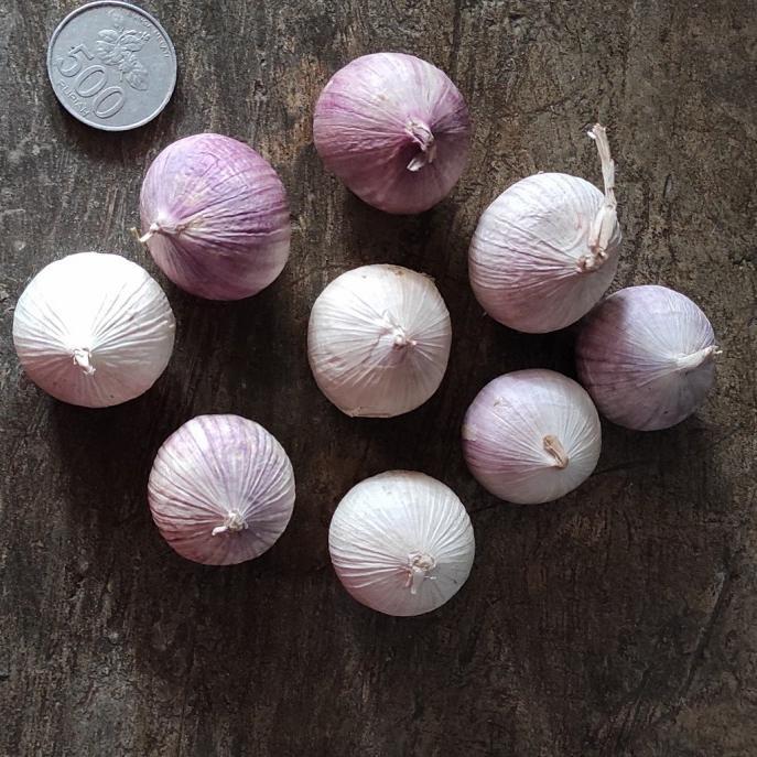 Cypluz - Bawang Putih Tunggal 20 Kg Super Duper King Of Jumbo