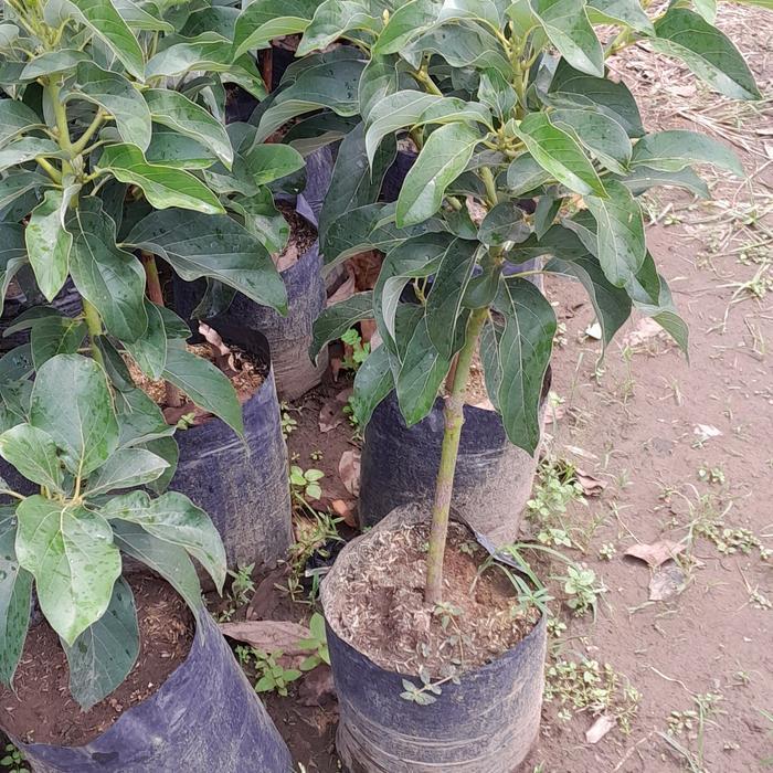 bibit alpukat miki 60cm batang besar