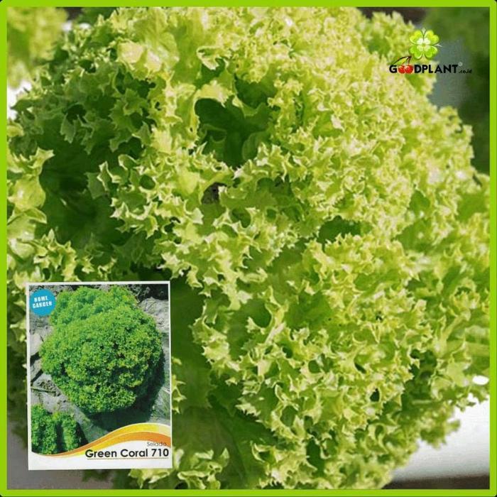 100 Biji Selada Green C'ral Benih Selada Leaf Lettuce Import Benih Selada Hijau Benih Sayuran