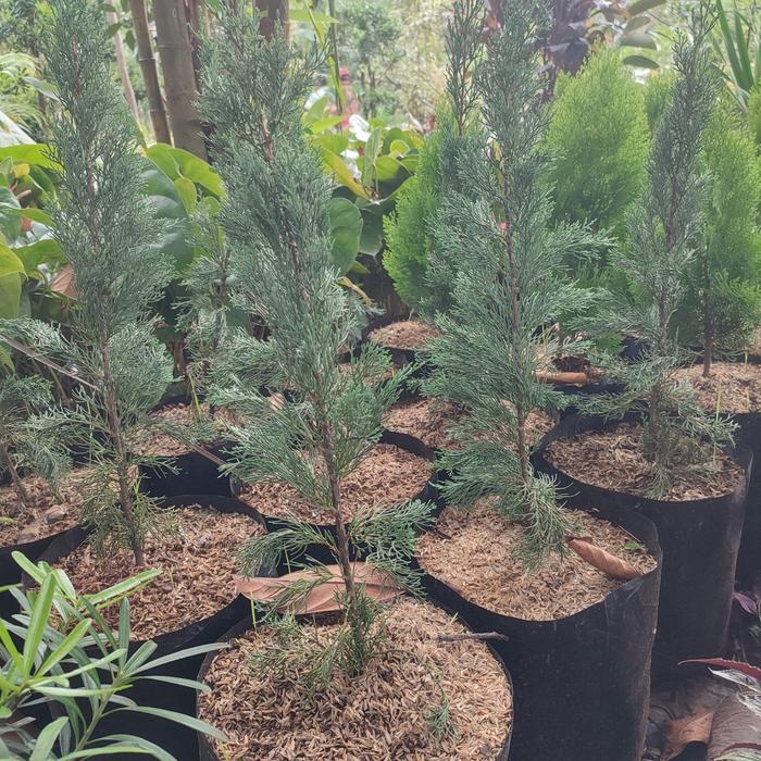 pohon cemara lilin/tanaman Cemara lilin