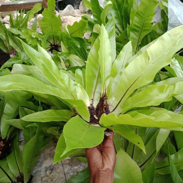 Koralineshop Tanaman Hias Kadaka - Kadaka Tempel - Kadaka Jumbo