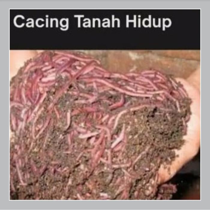Cacing Tanah ANC hidup pakan ikan predator & umpan pancing