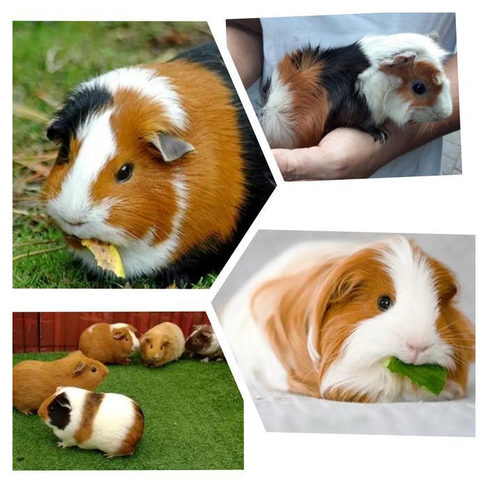 Marmut Hias Guinea Pig
